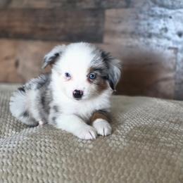 Walnut - Blue merle male Miniature Australian Shepherd puppy in Killen, Alabama from Wilkers Wholehearted Mini Aussies
