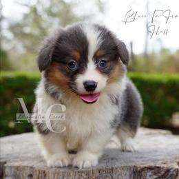 Azure (BTF 2) Fluffy - Blue female Pembroke Welsh Corgi puppy in Straughn, Alabama from Magnolia Creek Corgis