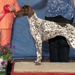 Zena - German Shorthaired Pointer