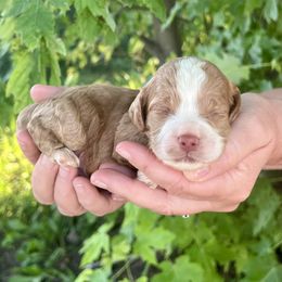 Macadamia (Mac) - Red and white male Cockapoo puppy in Beresford, South Dakota from DAKOTA DOOD RANCH