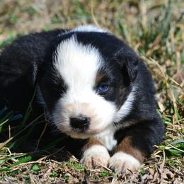 Girl 3 - female Miniature Australian Shepherd puppy in Gravette, Arkansas from DiamondR Mini Aussies @ DiamondR Farm & Kennel