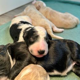 Black and White Male - Black and white male Sheepadoodle puppy in Cambridge, Ohio from Sweet Creek Pups