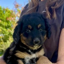 Girl 4 - Tri-color  female Golden Aussiedoodle puppy in Santaquin, Utah from Wild Rose Tiny Poodles & Doodles