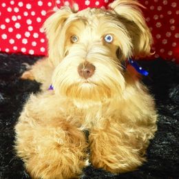 DaVinchi.  4th July BIG discount - Wheaten male Miniature Schnauzer puppy in Texas from Blue Rose's Schnauzers