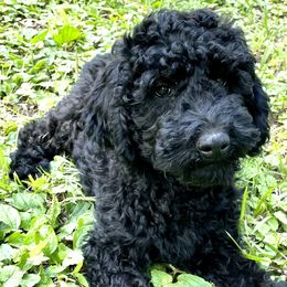 Black girl - Black Goldendoodle puppy in Thomasville, North Carolina from North Carolina Doodles- Thomasville