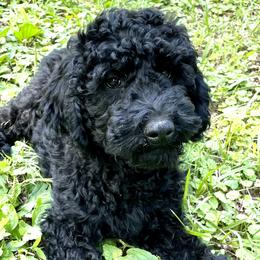 Black girl - Black Goldendoodle puppy in Thomasville, North Carolina from North Carolina Doodles- Thomasville