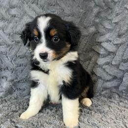 Suki - Black tri female Miniature Australian Shepherd puppy in Hokes Bluff, Alabama from Alegria Toy Aussies