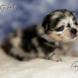 Girl 2 - Blue merle female Pomeranian puppy in Fort Jones, California from High Rocking Pom Poms