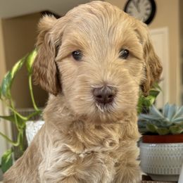 Walker - Cream male Goldendoodle puppy in Gilbert, Arizona from DogHouse Doodles