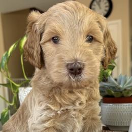 Walker - Cream male Goldendoodle puppy in Gilbert, Arizona from DogHouse Doodles