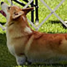 Pembroke Welsh Corgis from Rocky L Ranch