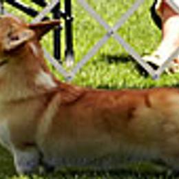 Pembroke Welsh Corgis from Rocky L Ranch