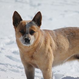 Tilly - Australian Cattle Dog