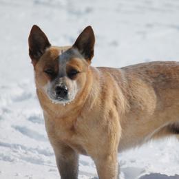 Tilly - Australian Cattle Dog