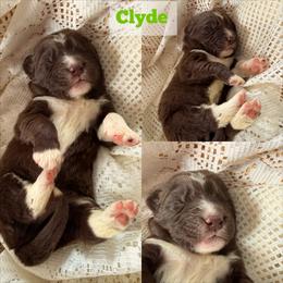 Clyde - White and brown male Newfoundland puppy in Goodhue, Minnesota from Claypits Newfoundlands