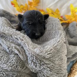 German Shepherd Puppies from Faithful Heart German Shepherds