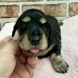 Girl 1 - female Dachshund puppy in Raleigh, North Carolina from McLovin Doxies