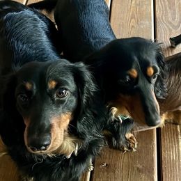 Dachshunds from Jennie McNamara