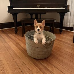 Dahlia - Red female Pembroke Welsh Corgi puppy in Darlington, Wisconsin from D&D P.W.Corgi's