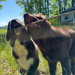 Sloan OFA - Gray male Newfoundland puppy in Falmouth, Michigan from Dyer Lake Newfoundland’s