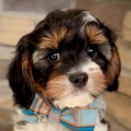 Bernedoodle, Cavapoo, and Goldendoodle Puppies from Blackberry Farm Puppies