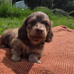 Nemo - Cream male Dachshund puppy in Yacolt, Washington from Cassiopeia Doxies