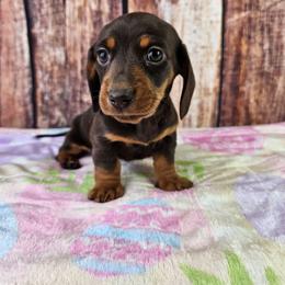 Lila - Chocolate and tan female Dachshund puppy in Malad City, Idaho from Mountain Sage Dachshunds
