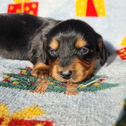Maple - Black and tan female Dachshund puppy in Anaconda, Montana from Williams Family Dachshunds