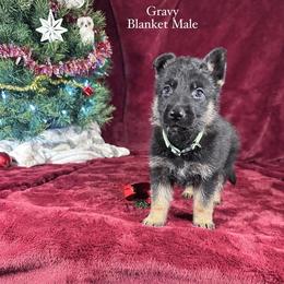 Gravy - Bi-color male German Shepherd puppy in New Cambria, Missouri from Des Hausraben Shepherds