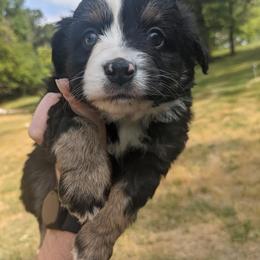 Miniature Australian Shepherd Puppies from Broken T Australian Shepherds