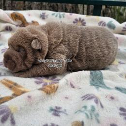 Raj - Lilac dilute male Chinese Shar-Pei puppy in Minden, Louisiana from Zoey's Waggly Tails