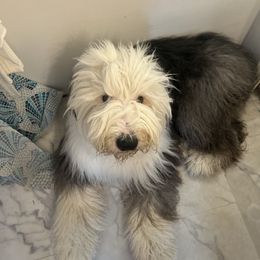 My Blue Heaven - Old English Sheepdog