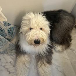 My Blue Heaven - Old English Sheepdog