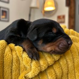 Girl 1 - Black and rust female Doberman Pinscher puppy in Neshkoro, Wisconsin from Sky’s Dobermans