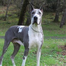 Great Dane puppies from Red Cloud Australian Shepherds and DeGray Great Danes & Bulldogs