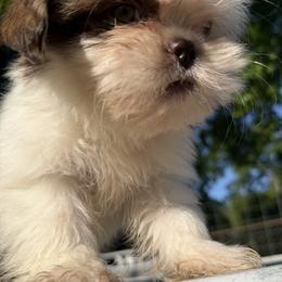 Mal-Shi, Maltese, Maltipoo, Poodle, and Shih Tzu Puppies from Joy-Fur Puppies