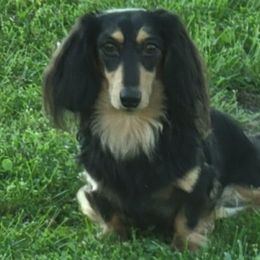 Major Marquis - Dachshund