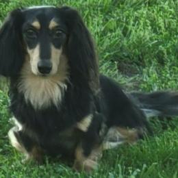 Major Marquis - Dachshund