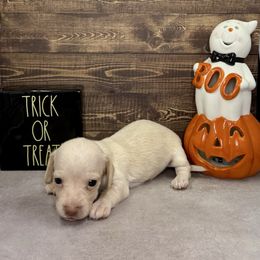 Wednesday Addams - Red female Dachshund puppy in Bowerston, Ohio from Hangin’ H Kennels, LLC