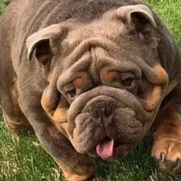 Bulldogs from Signature Bulldogs
