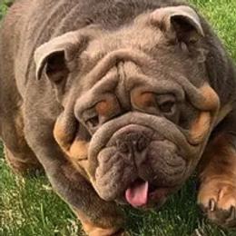 Bulldogs from Signature Bulldogs
