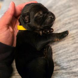 Yellow collar (Honey) - Sable female German Shepherd puppy in Hermitage, Pennsylvania from Shepherds of the Hundred Acres