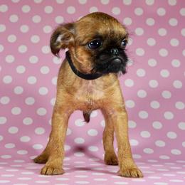 AKC Black Collar - Red male Brussels Griffon puppy in Florida from Robin’s Griffons