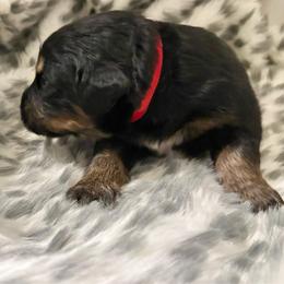 Kahlua - female Golden Mountain Dog puppy in Seville, Ohio from Retriever Ranch