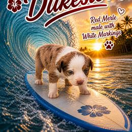 Australian Shepherd Puppies from Aussomely Yours, Australian Shephers
