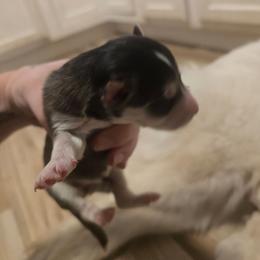 Girl 2 - Black and white female Siberian Husky puppy in Killeen, Texas from Jackson's Siberians
