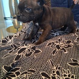 Number 2 - Brindle female Staffordshire Bull Terrier puppy in Killeen, Texas from Miguel's Staffordshire Bull Terriers