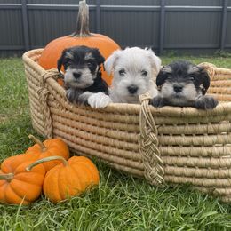 Miniature Schnauzer Puppies from Miniature Schnauzer Paradise llc