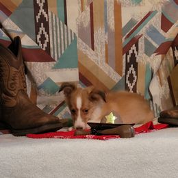 Skippy - Sable and white male Shetland Sheepdog puppy in Altha, Florida from Hill Top Shelties