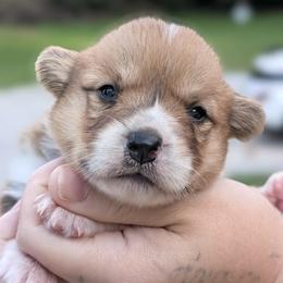 Blanche - Red female Pembroke Welsh Corgi puppy in Mount Vernon, Ohio from Rose Water Corgis in Ohio